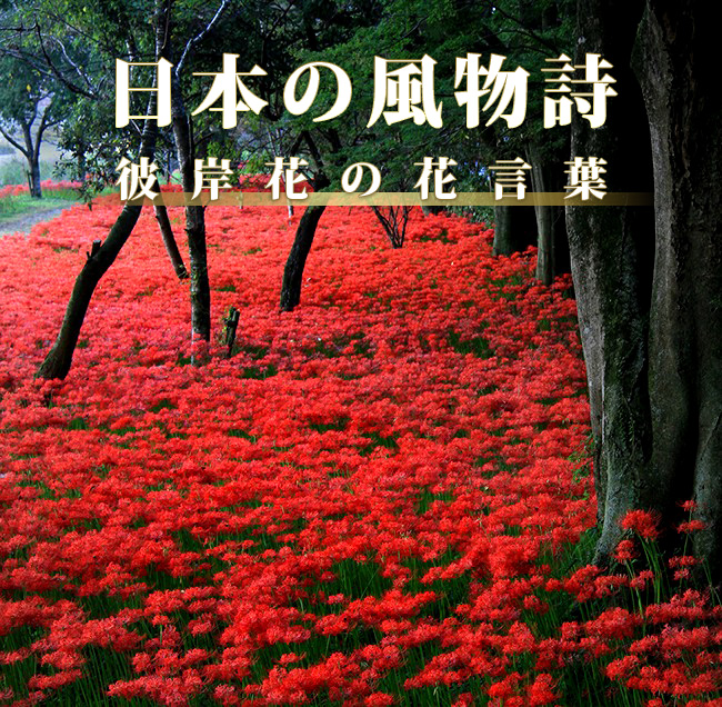 彼岸花メイン