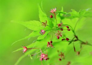 楓の花と実