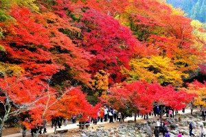 上ノ山公園紅葉