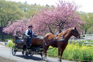 馬車