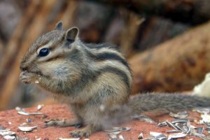 シマリス