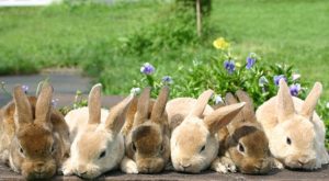 うさぎ