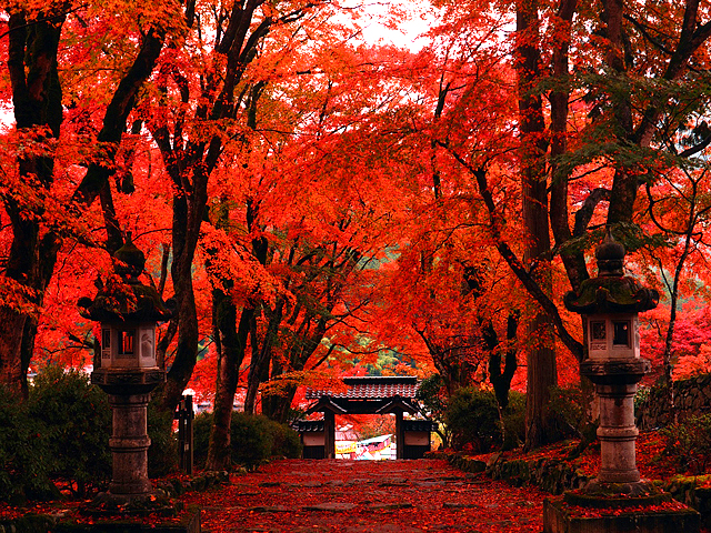 本土寺紅葉