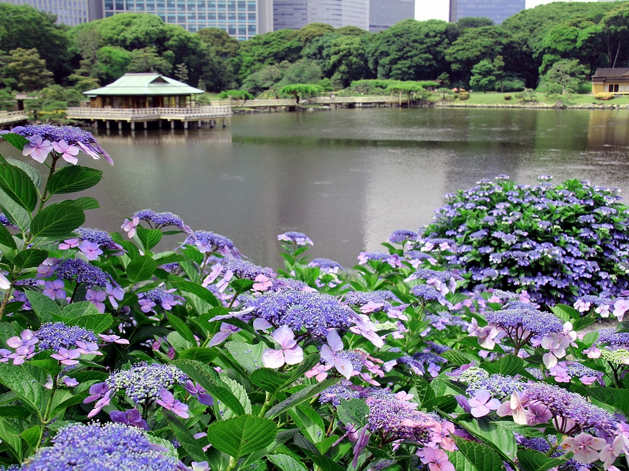 浜離宮恩賜庭園11