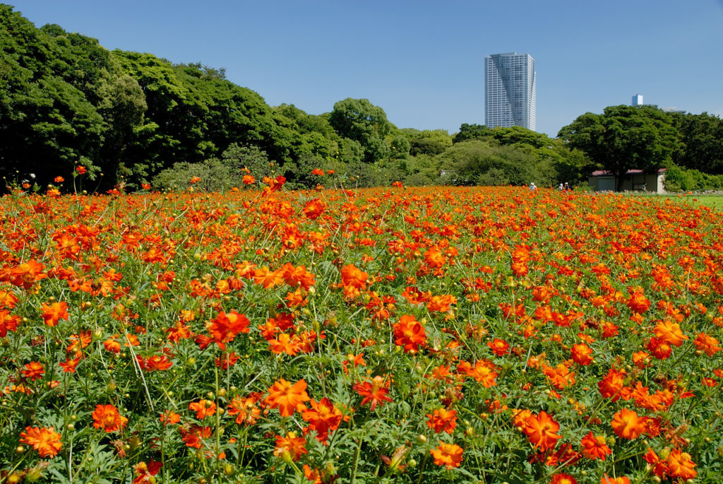 浜離宮恩賜庭園9