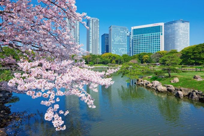 浜離宮恩賜庭園　桜