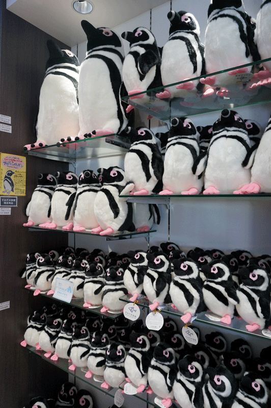 マゼランペンギン
