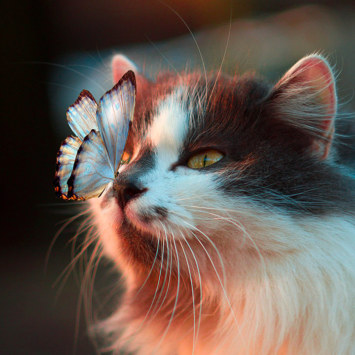 猫