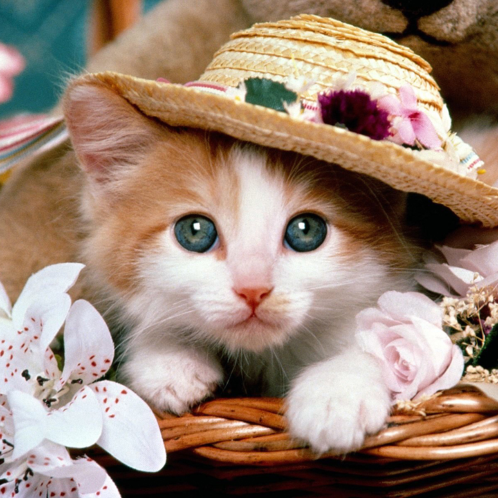 猫
