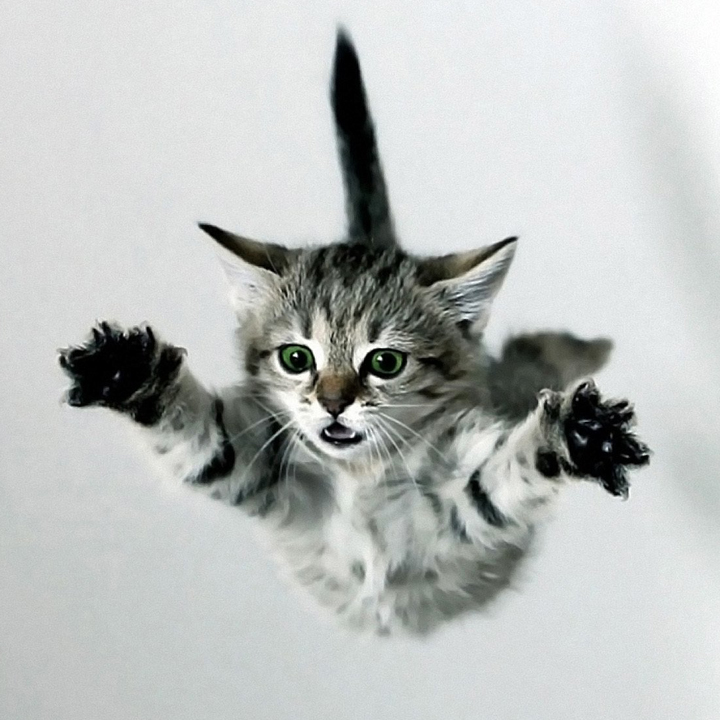 猫