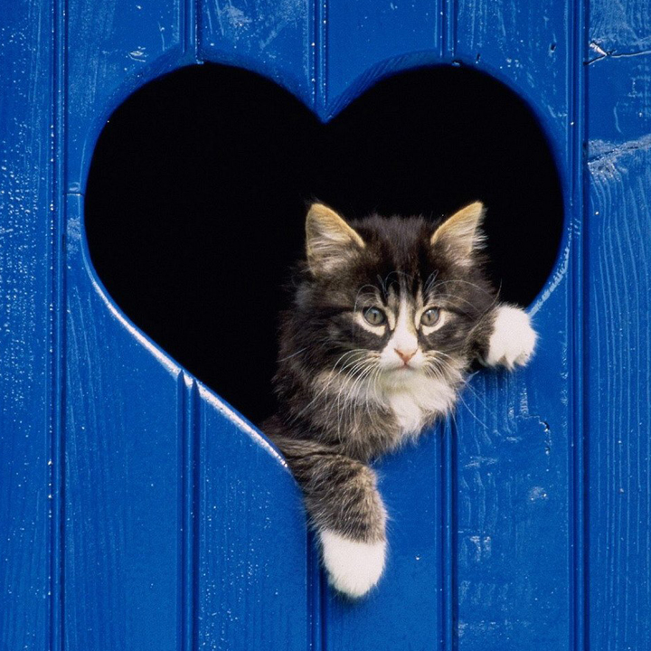 猫