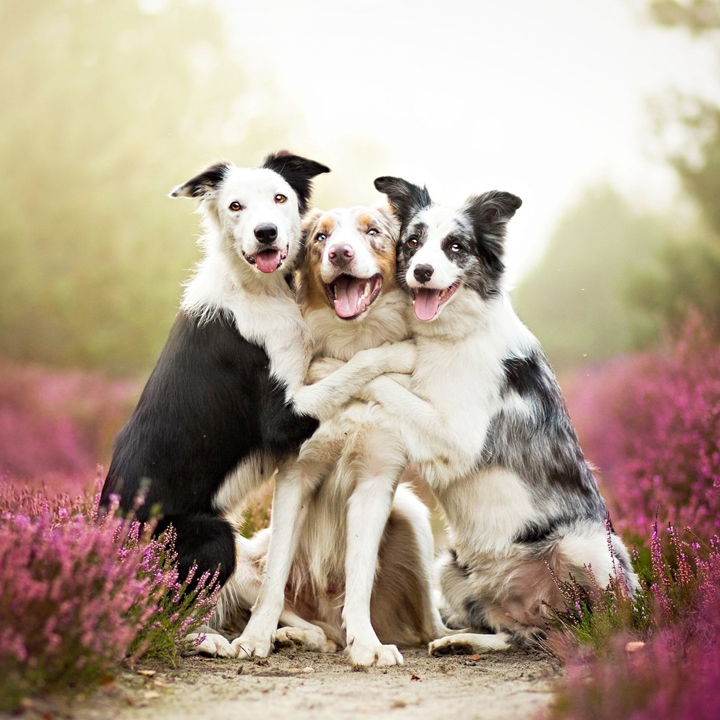 犬