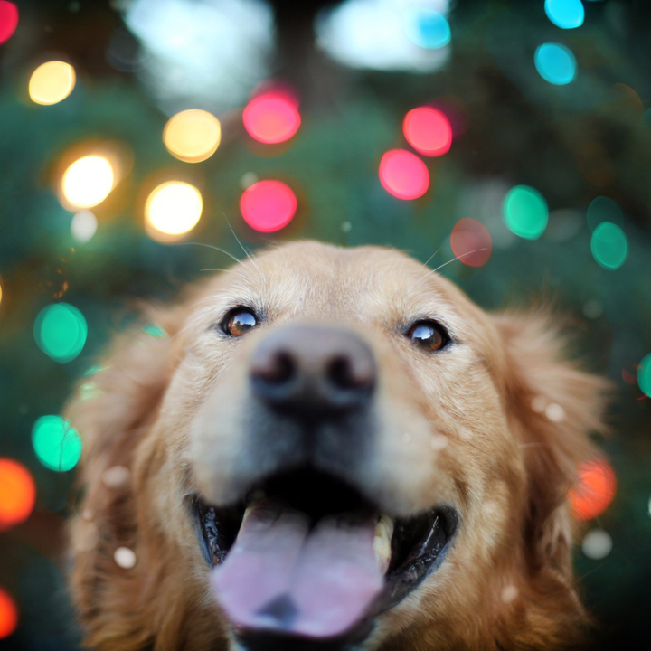 犬