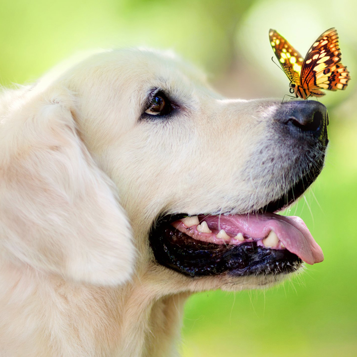 犬