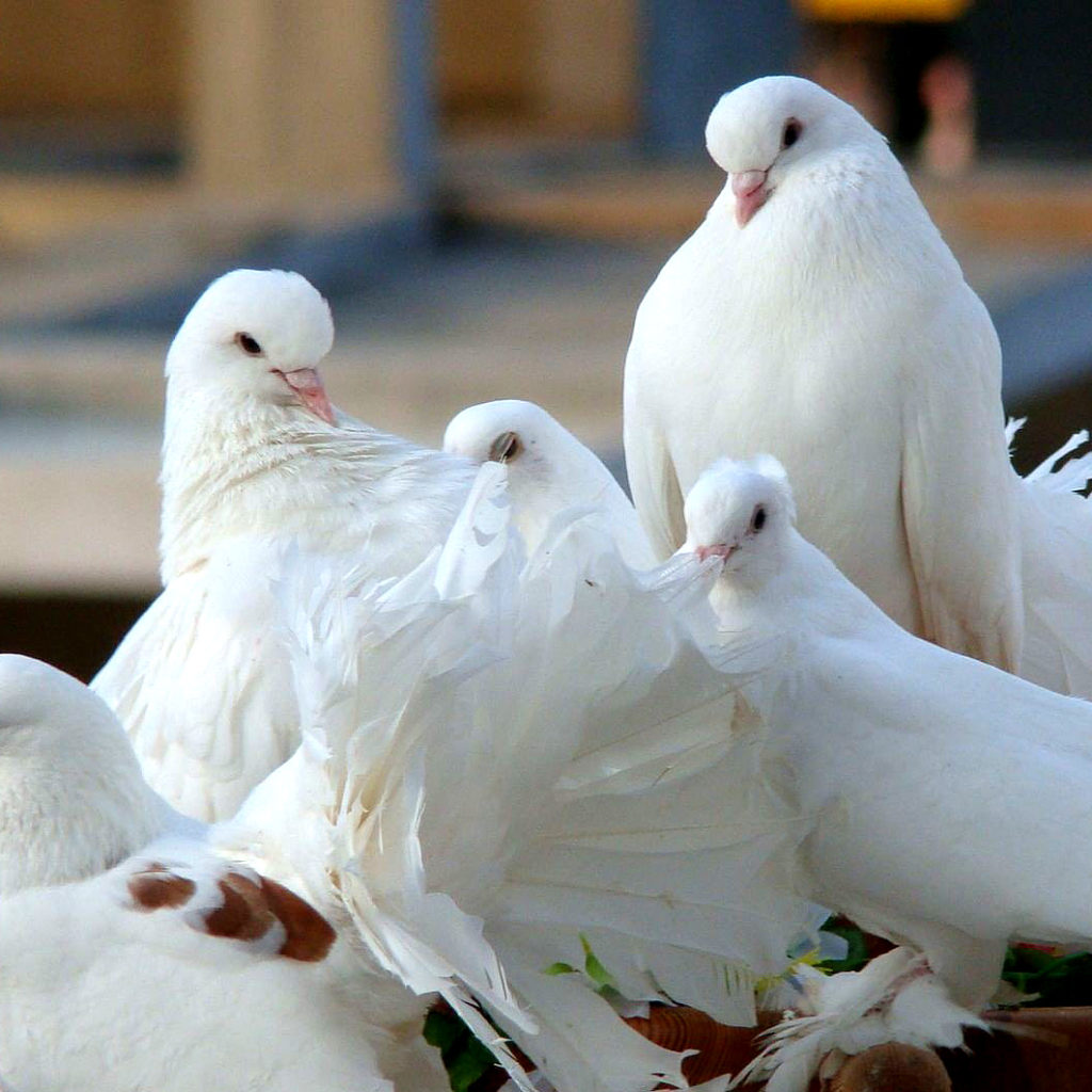 鳩