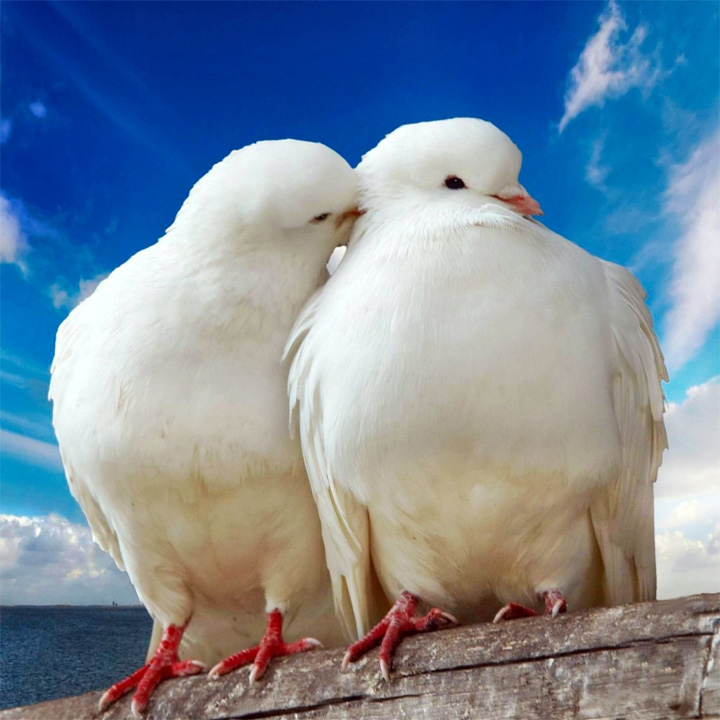 鳩