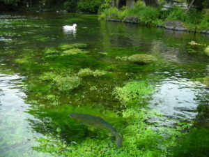 湧玉池