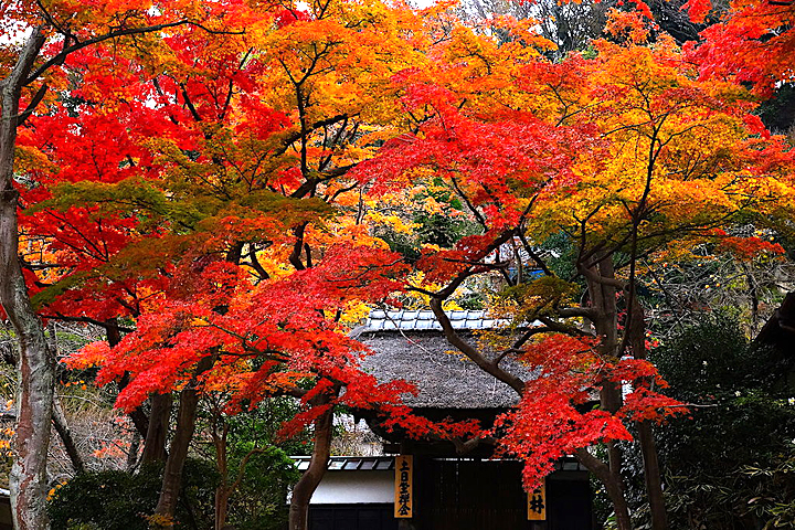 紅葉