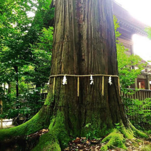 神木